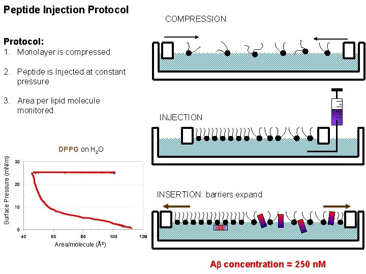 Peptide Injection Protocol COMPRESSION Protocol: 1. Monolayer is compressed 2. Peptide is Injected at