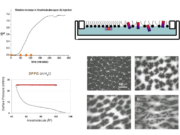 Surface Pressure (m. N/m) DPPG on H 2 O Area/molecule (Å2) 