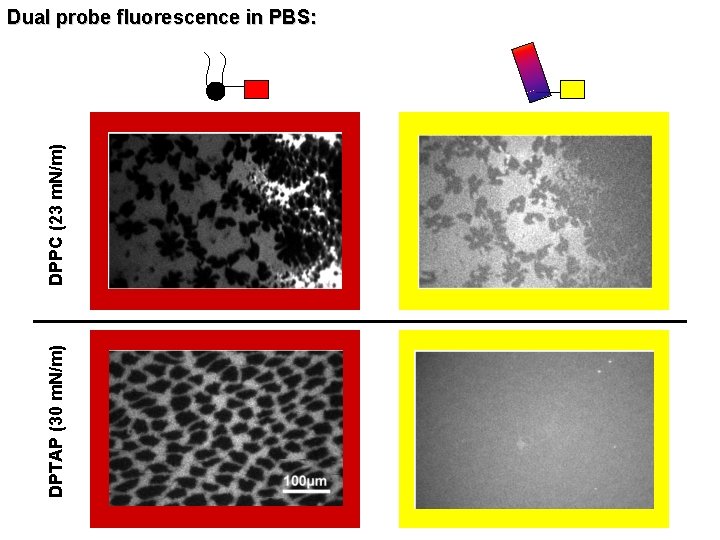 DPTAP (30 m. N/m) DPPC (23 m. N/m) Dual probe fluorescence in PBS: 