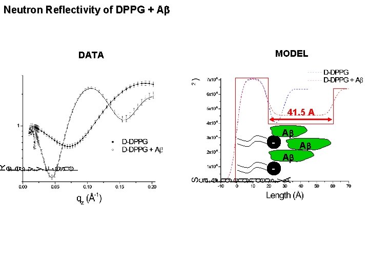 Neutron Reflectivity of DPPG + Ab DATA MODEL 41. 5 A - Ab Ab