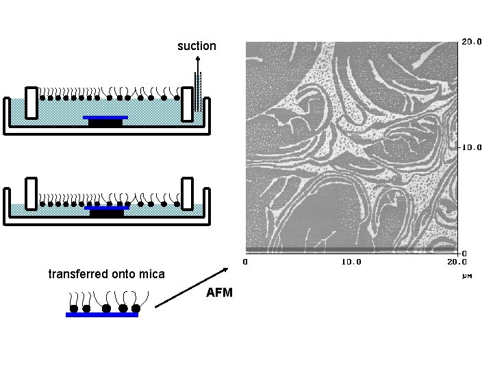 suction transferred onto mica AFM 