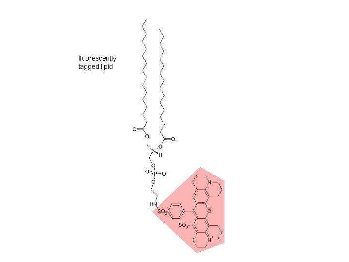 fluorescently tagged lipid 