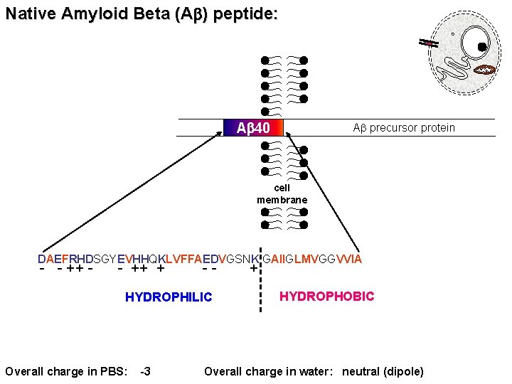 Native Amyloid Beta (Ab) peptide: Ab 40 Ab precursor protein cell membrane DAEFRHDSGYEVHHQKLVFFAEDVGSNK GAIIGLMVGGVVIA