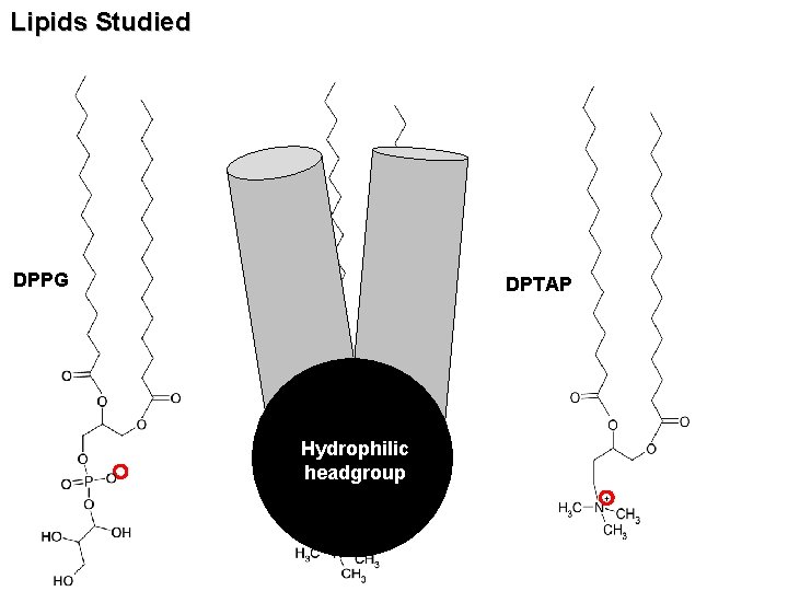 Lipids Studied DPPG DPPC Hydrophilic headgroup DPTAP 