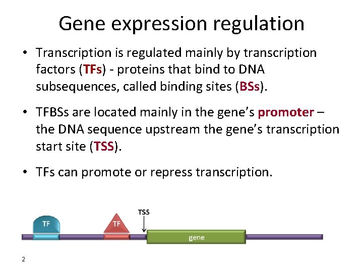 Gene expression regulation • Transcription is regulated mainly by transcription factors (TFs) - proteins