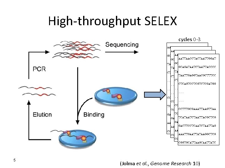 High-throughput SELEX cycles 0 -3 5 (Jolma et al. , Genome Research 10) 