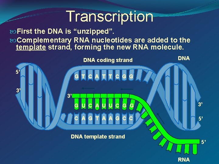 Transcription First the DNA is “unzipped”. Complementary RNA nucleotides are added to the template