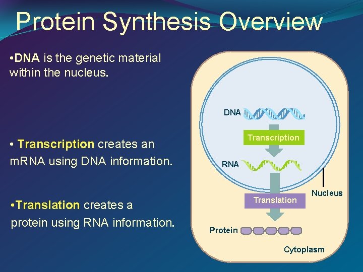 Protein Synthesis Overview • DNA is the genetic material within the nucleus. DNA •