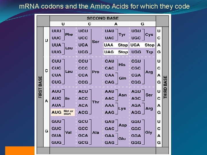 m. RNA codons and the Amino Acids for which they code 