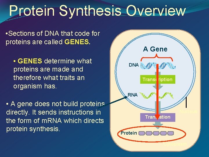Protein Synthesis Overview • Sections of DNA that code for proteins are called GENES.