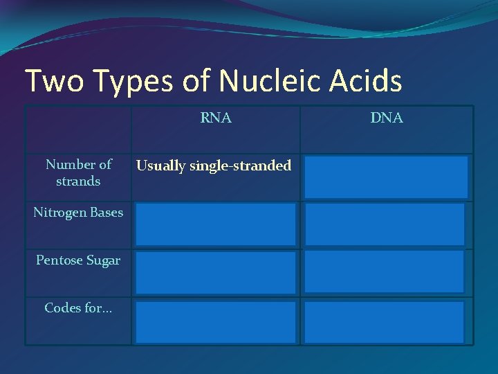Two Types of Nucleic Acids RNA Number of strands Usually single-stranded Usually double-stranded Nitrogen