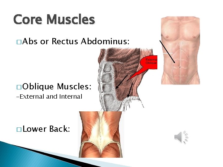 Core Muscles � Abs or Rectus Abdominus: � Oblique Muscles: -External and Internal �