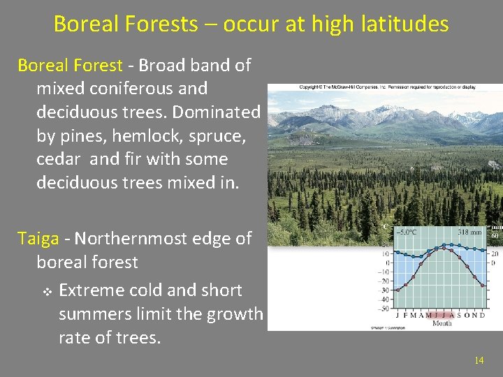 Boreal Forests – occur at high latitudes Boreal Forest - Broad band of mixed