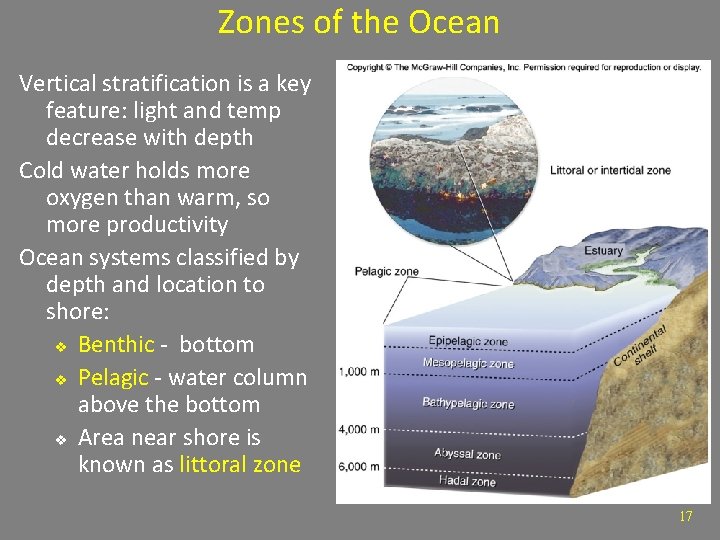 Zones of the Ocean Vertical stratification is a key feature: light and temp decrease