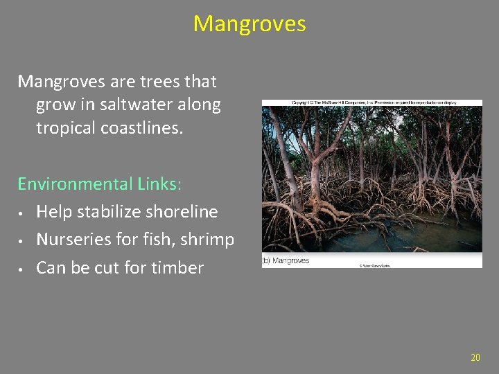 Mangroves are trees that grow in saltwater along tropical coastlines. Environmental Links: • Help