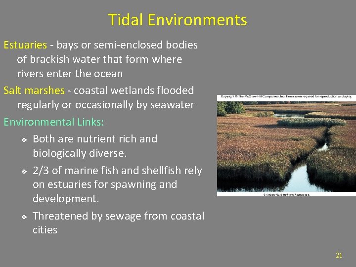 Tidal Environments Estuaries - bays or semi-enclosed bodies of brackish water that form where