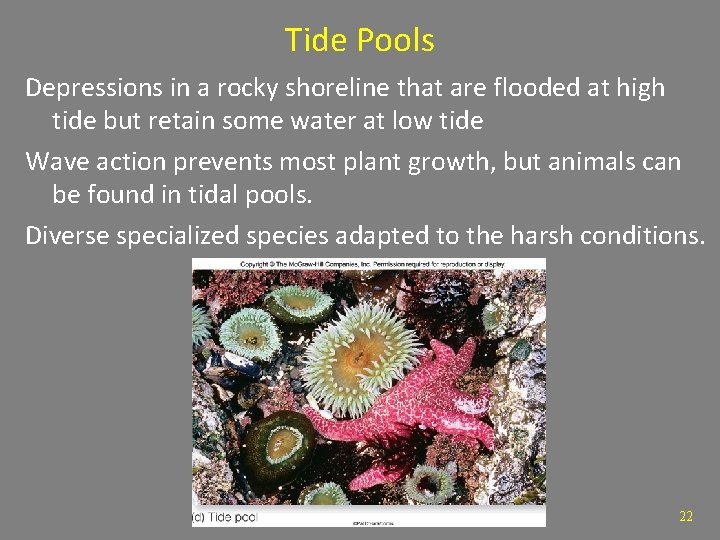 Tide Pools Depressions in a rocky shoreline that are flooded at high tide but