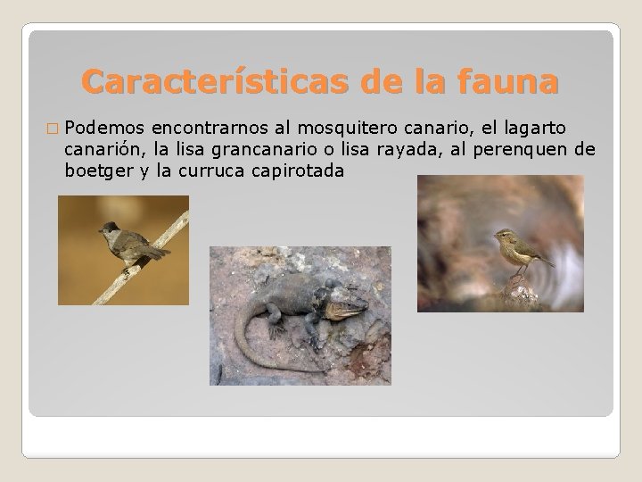 Características de la fauna � Podemos encontrarnos al mosquitero canario, el lagarto canarión, la