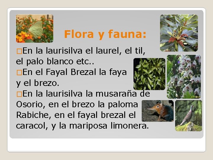 Flora y fauna: �En la laurisilva el laurel, el til, el palo blanco etc.