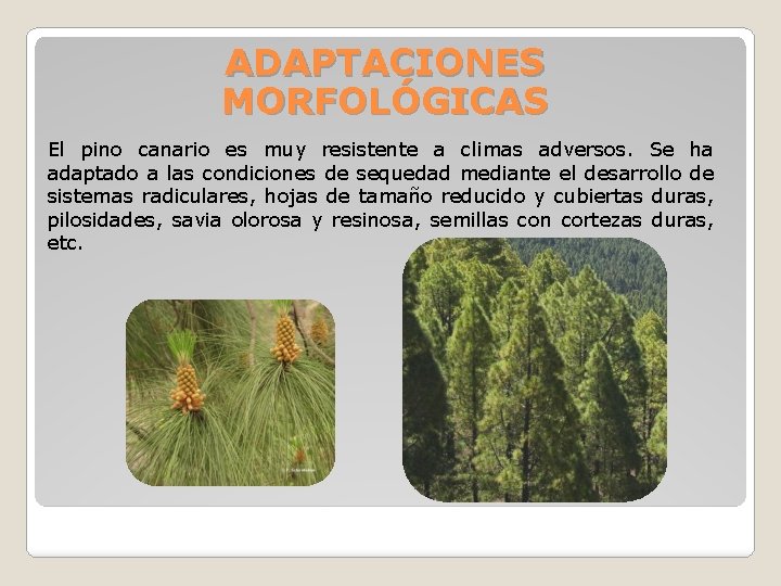 ADAPTACIONES MORFOLÓGICAS El pino canario es muy resistente a climas adversos. Se ha adaptado