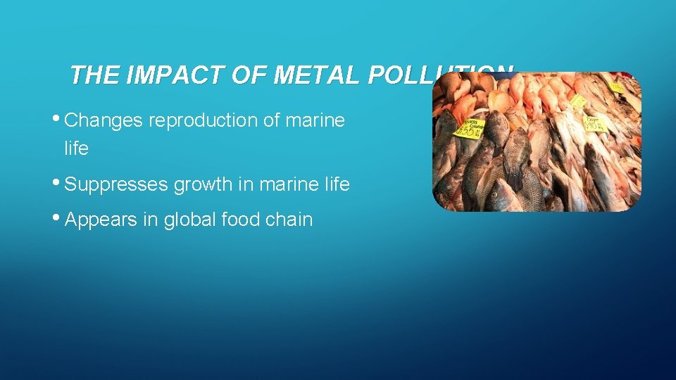 THE IMPACT OF METAL POLLUTION • Changes reproduction of marine life • Suppresses growth