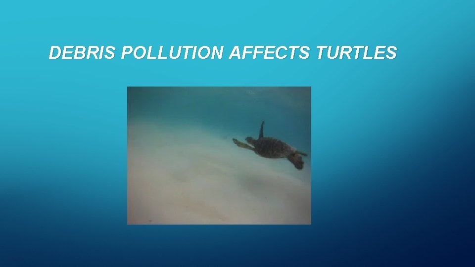 DEBRIS POLLUTION AFFECTS TURTLES 