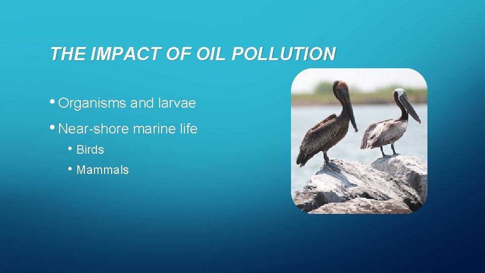 THE IMPACT OF OIL POLLUTION • Organisms and larvae • Near-shore marine life •