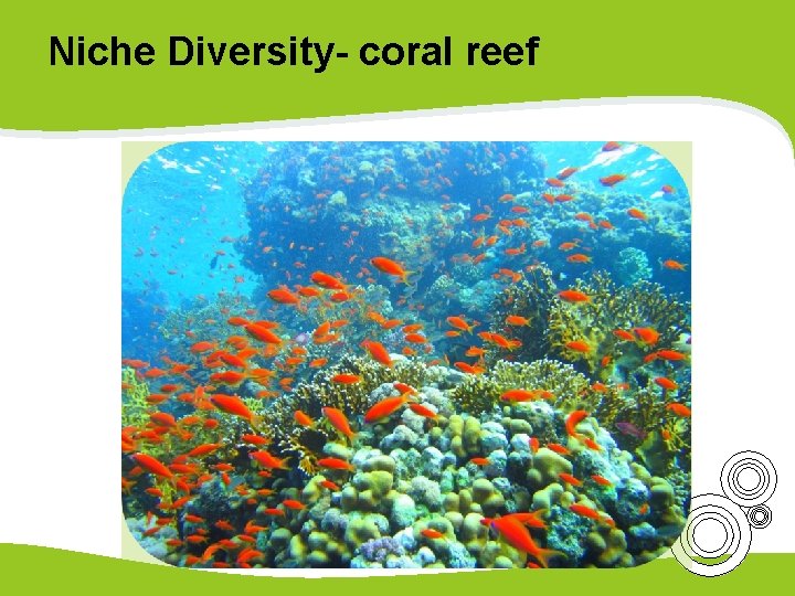 Niche Diversity- coral reef 