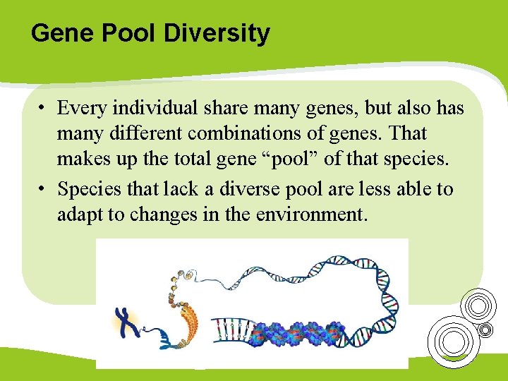 Gene Pool Diversity • Every individual share many genes, but also has many different