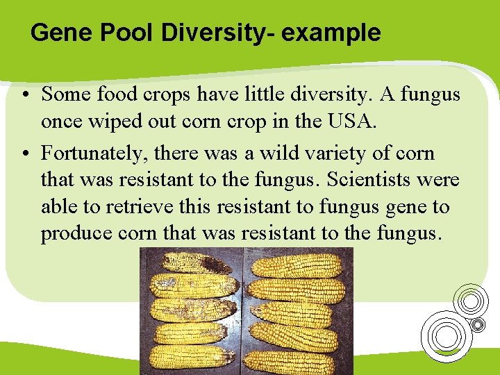 Gene Pool Diversity- example • Some food crops have little diversity. A fungus once