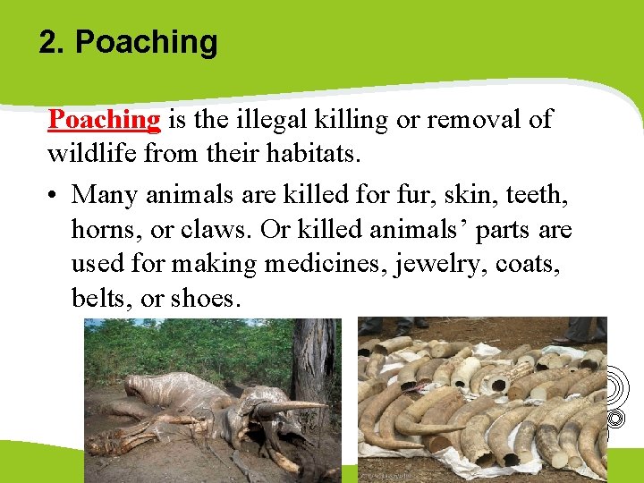 2. Poaching is the illegal killing or removal of wildlife from their habitats. •