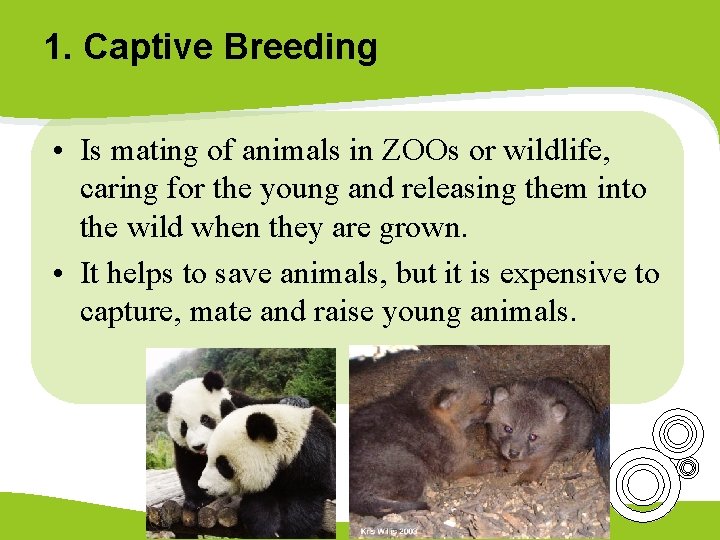 1. Captive Breeding • Is mating of animals in ZOOs or wildlife, caring for