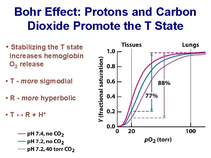 Bohr Effect: Protons and Carbon Dioxide Promote the T State • Stabilizing the T