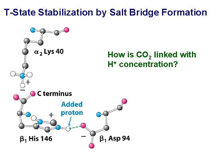 T-State Stabilization by Salt Bridge Formation How is CO 2 linked with H+ concentration?