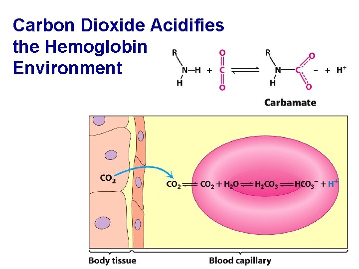 Carbon Dioxide Acidifies the Hemoglobin Environment 