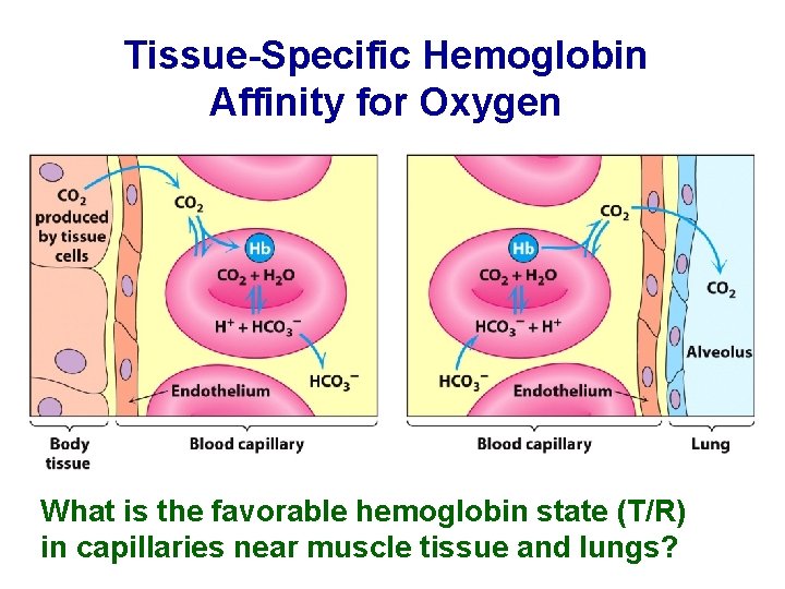 Tissue-Specific Hemoglobin Affinity for Oxygen What is the favorable hemoglobin state (T/R) in capillaries