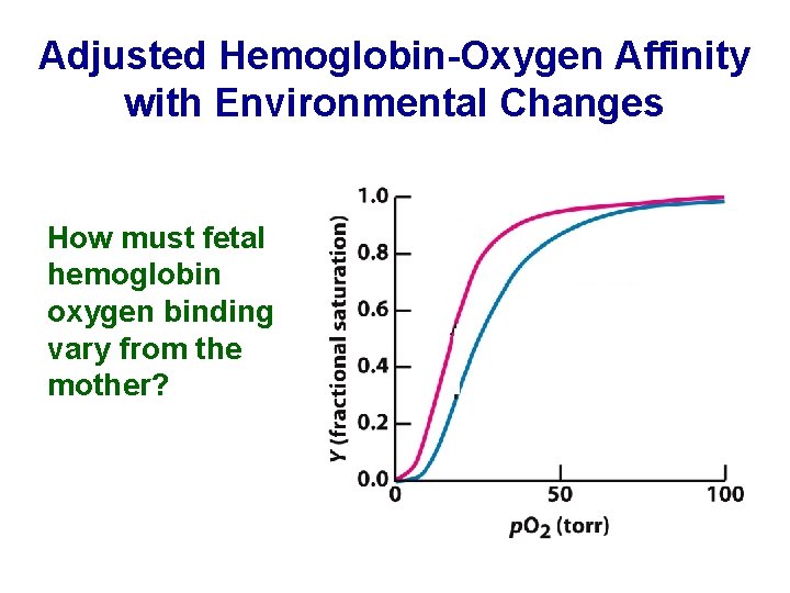 Adjusted Hemoglobin-Oxygen Affinity with Environmental Changes How must fetal hemoglobin oxygen binding vary from