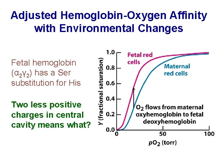 Adjusted Hemoglobin-Oxygen Affinity with Environmental Changes Fetal hemoglobin (α 2γ 2) has a Ser