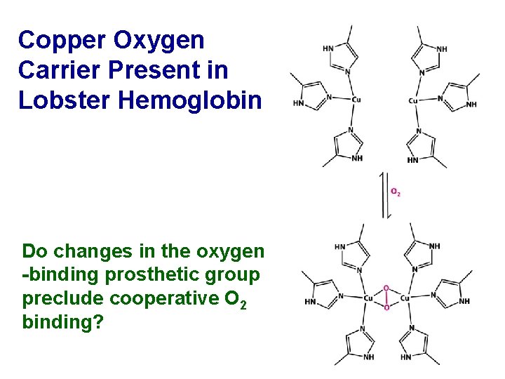 Copper Oxygen Carrier Present in Lobster Hemoglobin Do changes in the oxygen -binding prosthetic