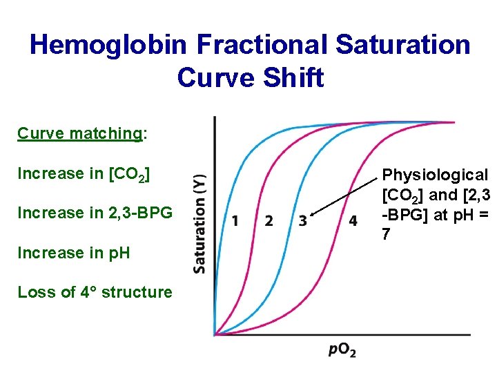 Hemoglobin Fractional Saturation Curve Shift Curve matching: Increase in [CO 2] Increase in 2,