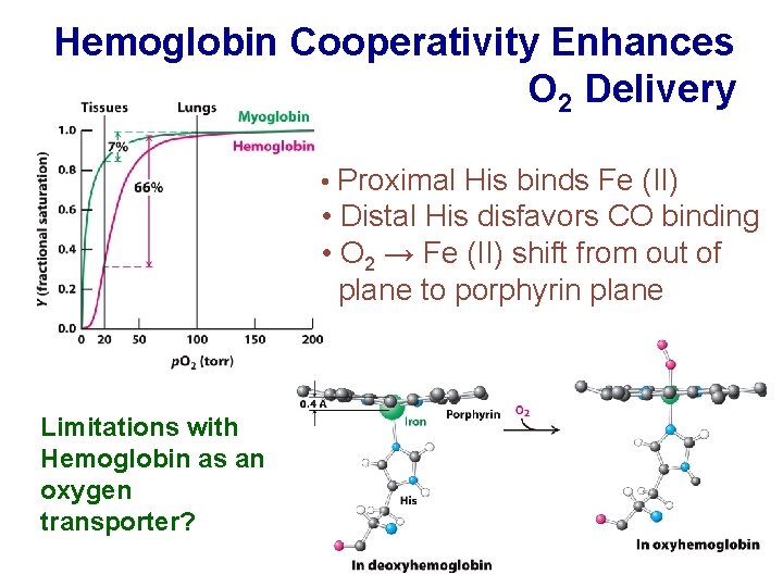 Hemoglobin Cooperativity Enhances O 2 Delivery • Proximal His binds Fe (II) • Distal