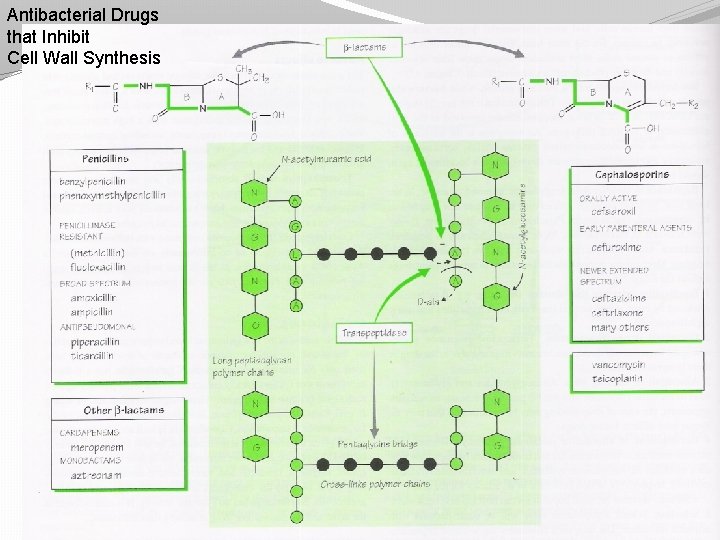 Antibacterial Drugs that Inhibit Cell Wall Synthesis 