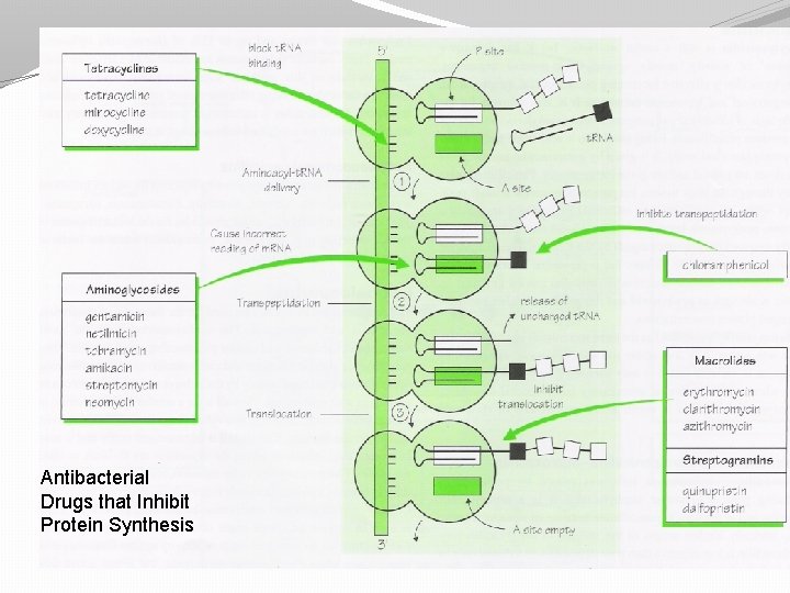 Antibacterial Drugs that Inhibit Protein Synthesis 