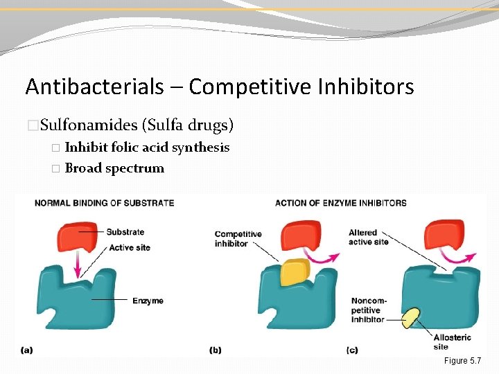 Antibacterials – Competitive Inhibitors �Sulfonamides (Sulfa drugs) � Inhibit folic acid synthesis � Broad