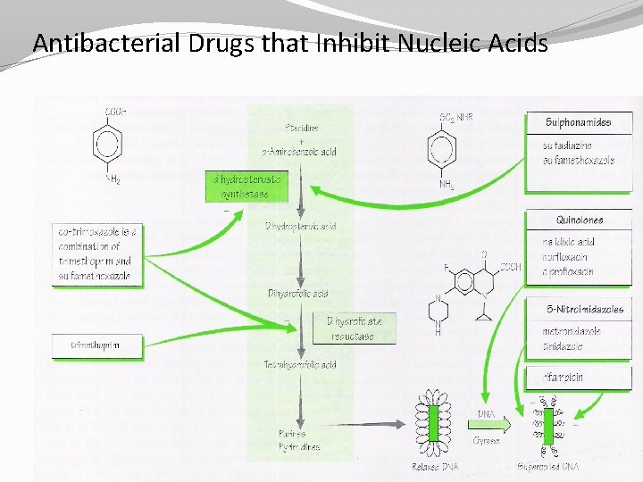 Antibacterial Drugs that Inhibit Nucleic Acids 