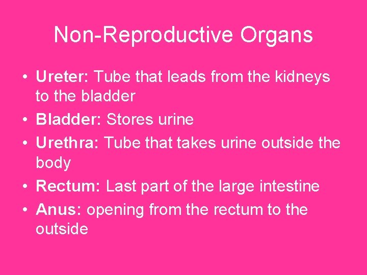 Non-Reproductive Organs • Ureter: Tube that leads from the kidneys to the bladder •