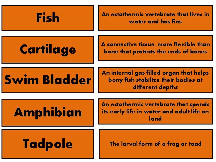 Fish An ectothermic vertebrate that lives in water and has fins Cartilage A connective