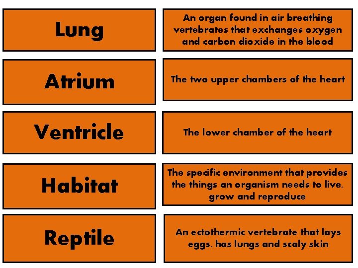 Lung An organ found in air breathing vertebrates that exchanges oxygen and carbon dioxide