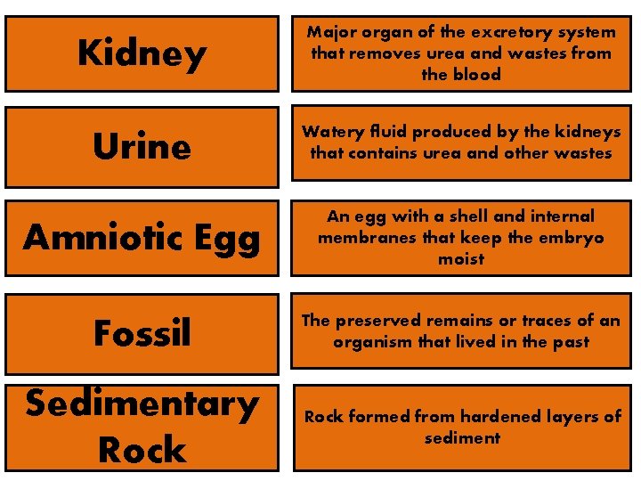 Kidney Major organ of the excretory system that removes urea and wastes from the