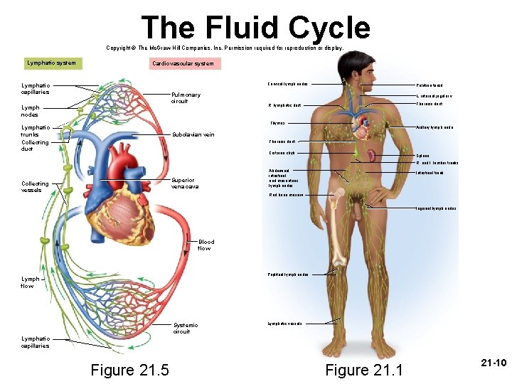 The Fluid Cycle Copyright © The Mc. Graw-Hill Companies, Inc. Permission required for reproduction